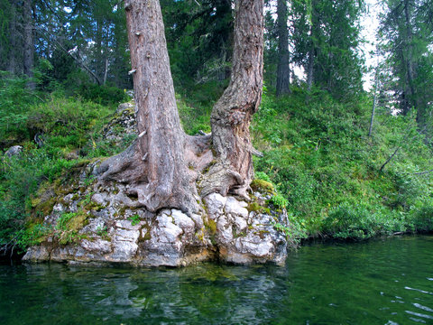 lago con radici di albero