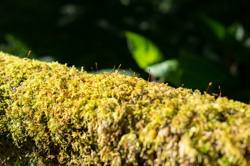 Close up green moss plant grow wood - selective focus