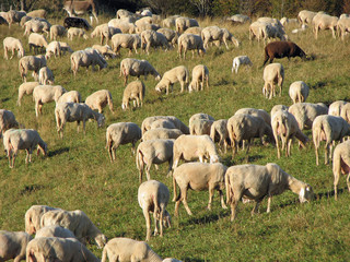 Fototapeta premium flock with many sheep grazing