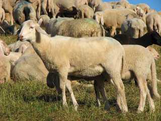 flock with sheep grazing