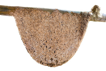 Honeycomb large, creepy, made from rind watermelon seeds stick as group,white background