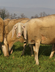 Fototapeta na wymiar flock with many sheep grazing