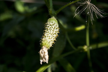 Obraz premium Small cucumber on the bush