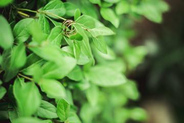 green leaves and wedding rings close up