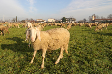 Naklejka na ściany i meble flock with many sheep grazing