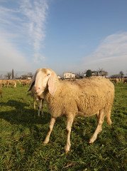 Obraz premium flock with many sheep grazing