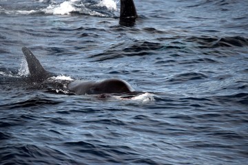 Obraz premium killer whale eating