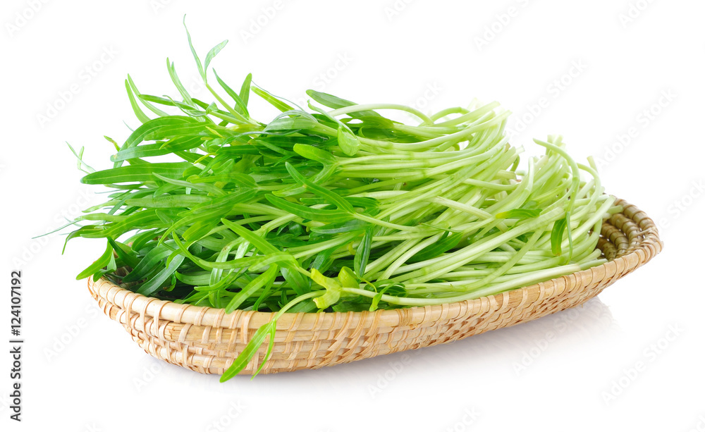 Poster Morning glory seedlings on white background