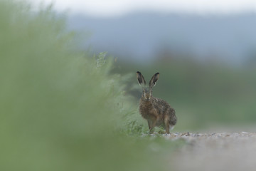 grey hare