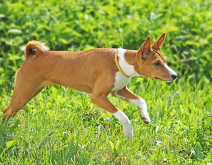 Basenji in grass