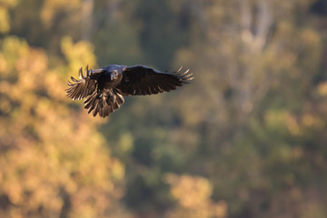 Ptaki - kruk w locie (Common Raven - Corvus corax) - obrazy, fototapety, plakaty