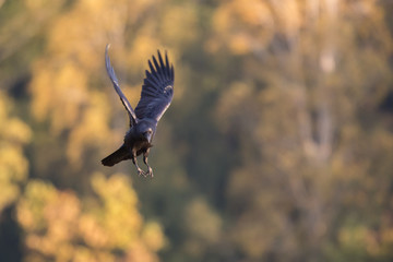 Ptaki - kruk w locie (Common Raven - Corvus corax)