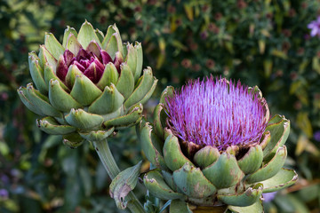 Artichoke blossom