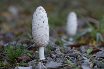 Mushroom Macrolepiota procera still closed