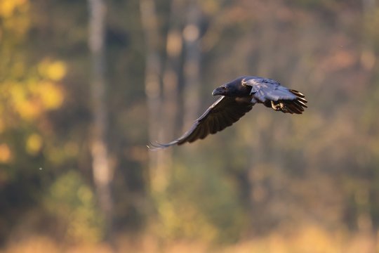 Ptaki - kruk w locie (Common Raven - Corvus corax)