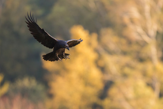 Ptaki - kruk w locie (Common Raven - Corvus corax)
