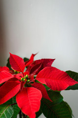 Christmas flower poinsettia indoor on white background space for text