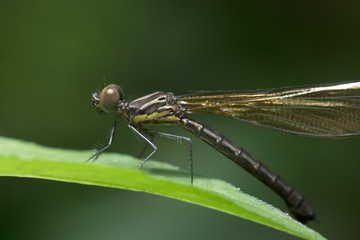 
Dragonfly in Thailand and Southeast Asia.
