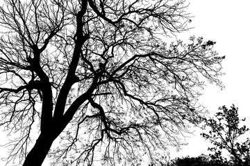 Black and White Big tree branch silhouette