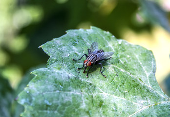 Fly on leaf