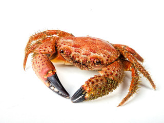 boiled crab isolated on white background