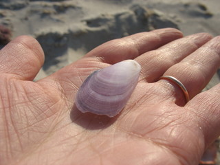 Ракушечное ассорти на морском берегу