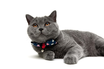 gray cat isolated on white background