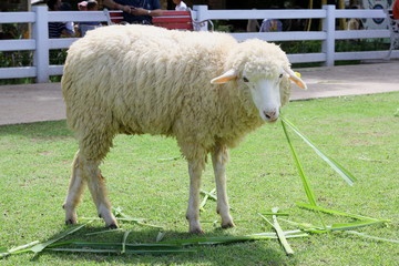 Sheep / Sheep at the farm, Ratchaburi, Thailand