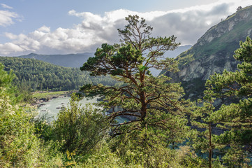 Высокая сосна на берегу горной реки © vasilaleksandrov