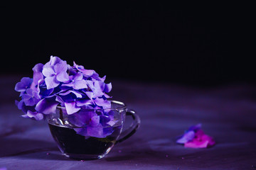 Picture in blue tones of violet hydrangea standing on the table