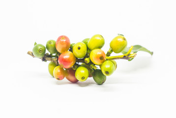 colourful of coffee beans