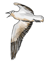 A hand drawn vector illustration sketch of a seagull flying