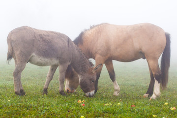Obraz premium welsh pony and gray donkey