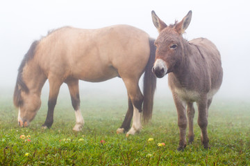 Naklejka na ściany i meble welsh pony and gray donkey
