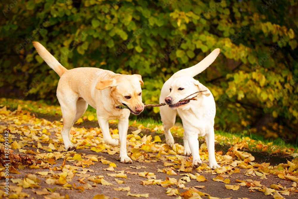 Wall mural labrador retriever dog