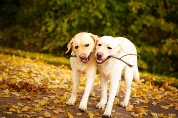 labrador retriever dog