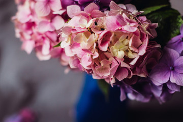 Close-up of wonderful hydrangea flower with pink and cream petal
