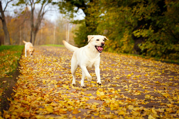 labrador retriever dog