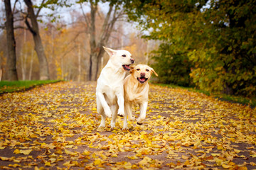 labrador retriever dog