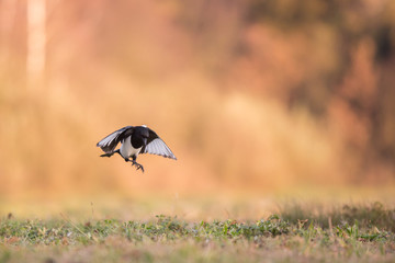 Ptaki- Sroka (Magpie, Pica pica) © szczepank