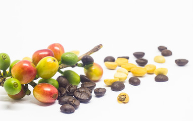 colourful of coffee beans.