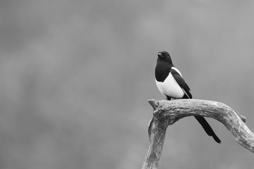 Ptaki- Sroka (Magpie, Pica pica)