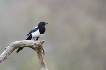 Ptaki- Sroka (Magpie, Pica pica) © szczepank