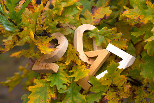 Figures 2017 on the oak branch in the forest. Christmas theme