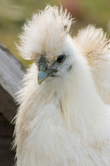 White silky fowl close-up