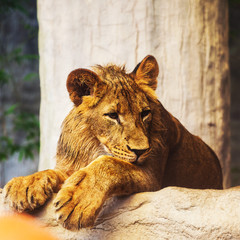 Lion cub playing with a branch (Panthera Leo)