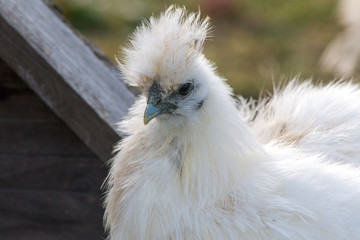 White silky fowl
