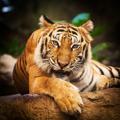 Tiger, portrait of a bengal tiger Thailand