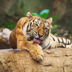 Sumatran Tiger Roaring in the zoo