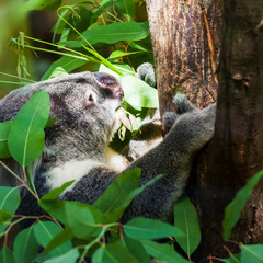 koala bear climb on tree in the zoo